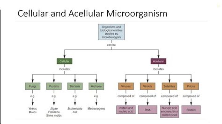 Are acellular and noncellular the same thing?