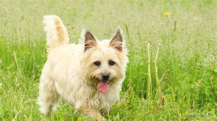 Are cairn terriers cuddly?
