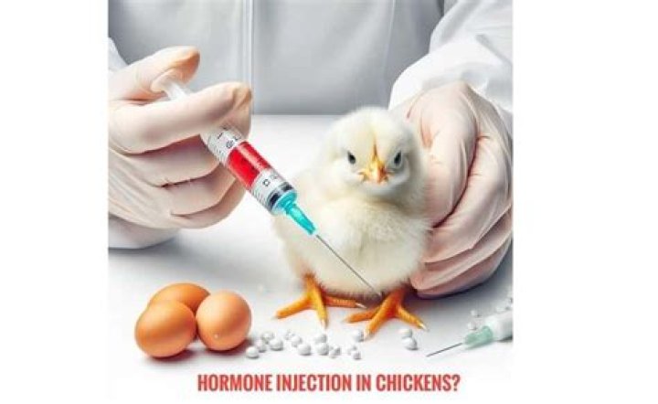 Are chickens injected with hormones?
