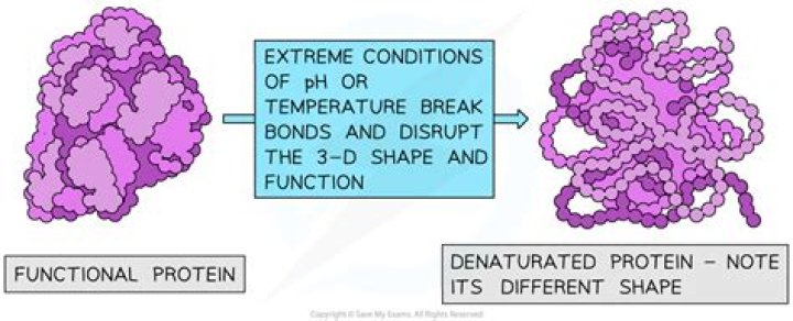 Are disulfide bonds broken when a protein denatures?