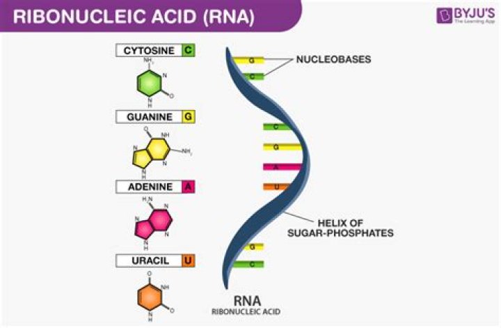 Are enzyme ribonucleic acid?