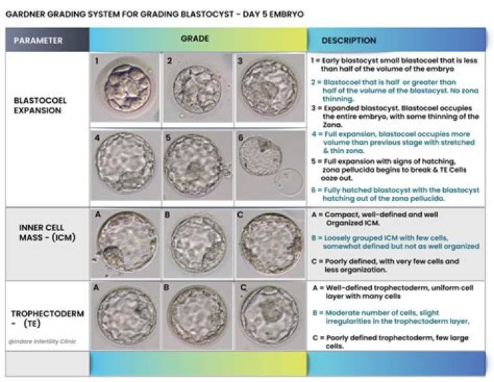Are expanded blastocyst good?