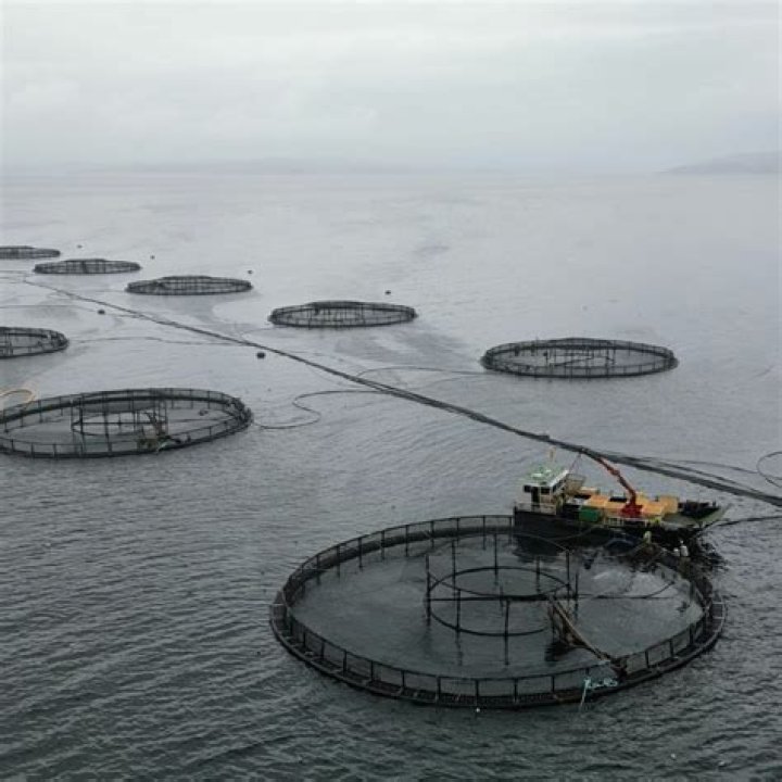 Are fish treated cruelly?
