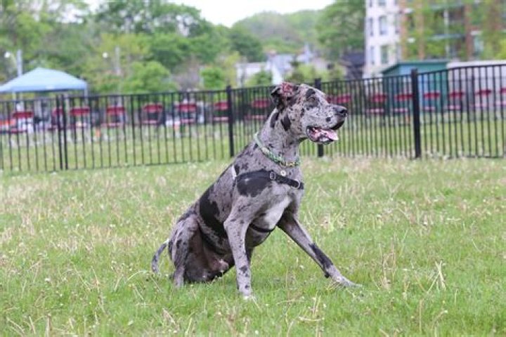 Are great danes hard to train?