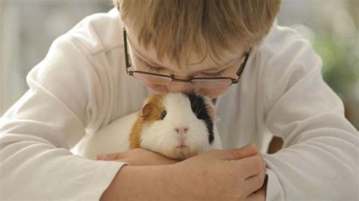 Are guinea pigs affectionate?
