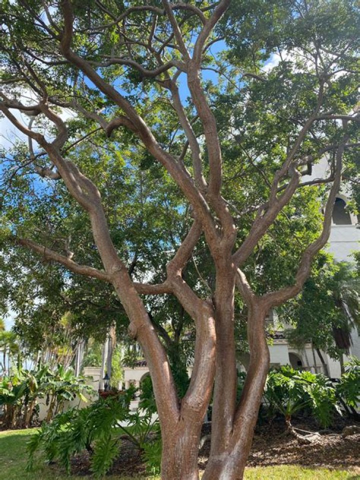 Are gumbo limbo trees deciduous?
