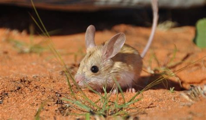 Are hopping mouse endangered?