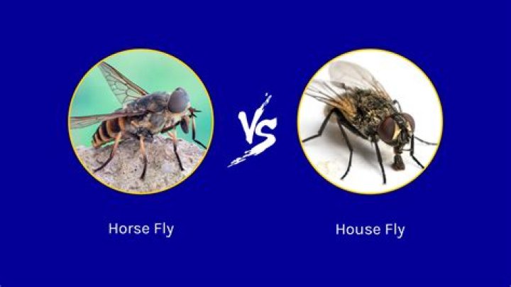 Are horsefly and gadfly the same?