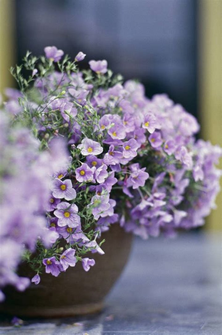 Are nierembergia annual or perennial?