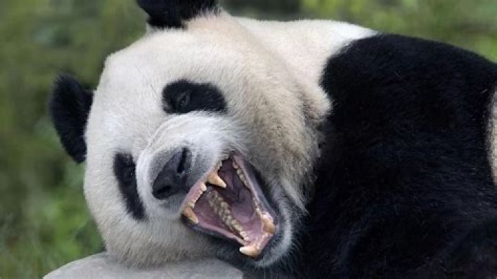 Are pandas ever aggressive?