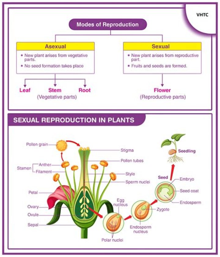 Are plants reproduce sexually or asexually?