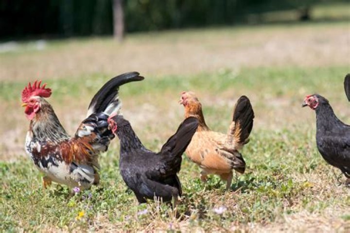 Are serama chickens good layers?