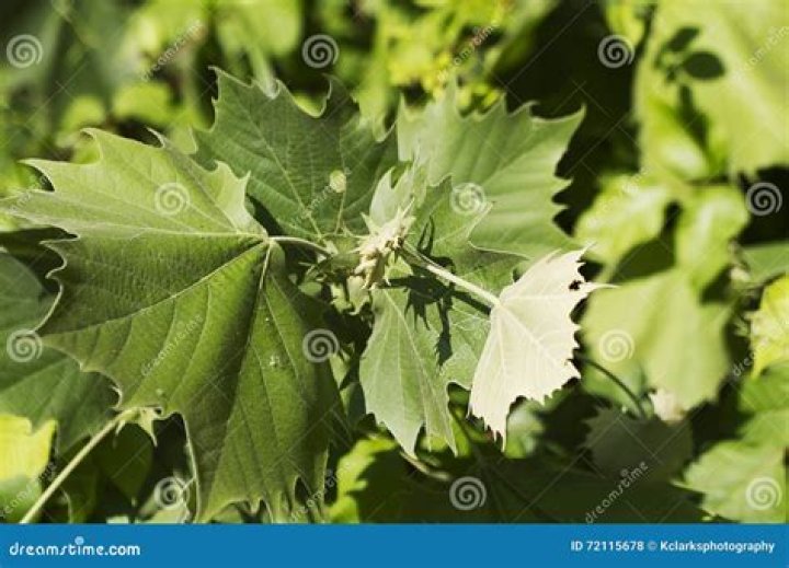 Are sycamore tree leaves?