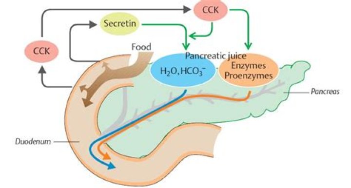 Are the secretions of the pancreas?