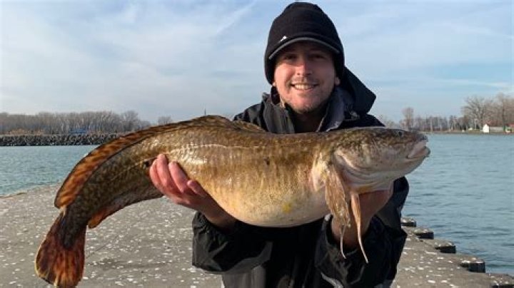 Are there burbot in lake erie?