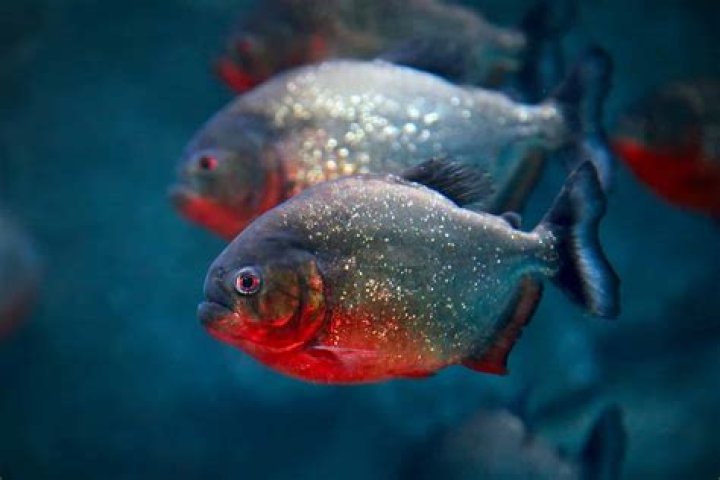 Are there piranhas in the us?