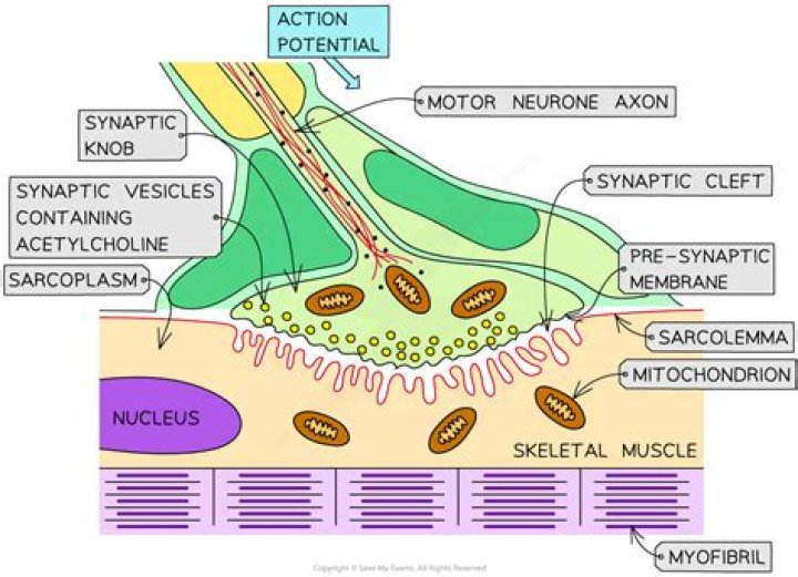 At the neuromuscular junction the sarcolemma contains?