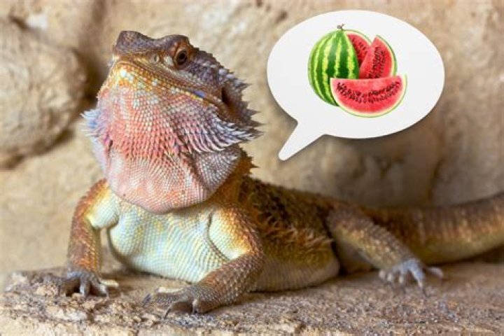 Can a bearded dragon eat watermelon?