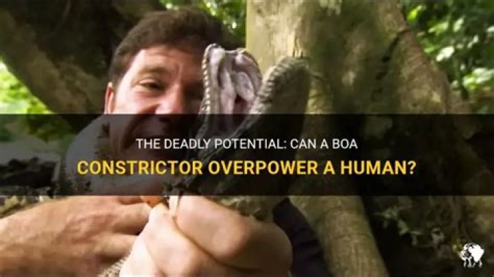 Can a boa constrictor kill a human?