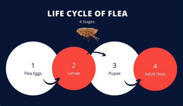 Can a parasite survive without a host?