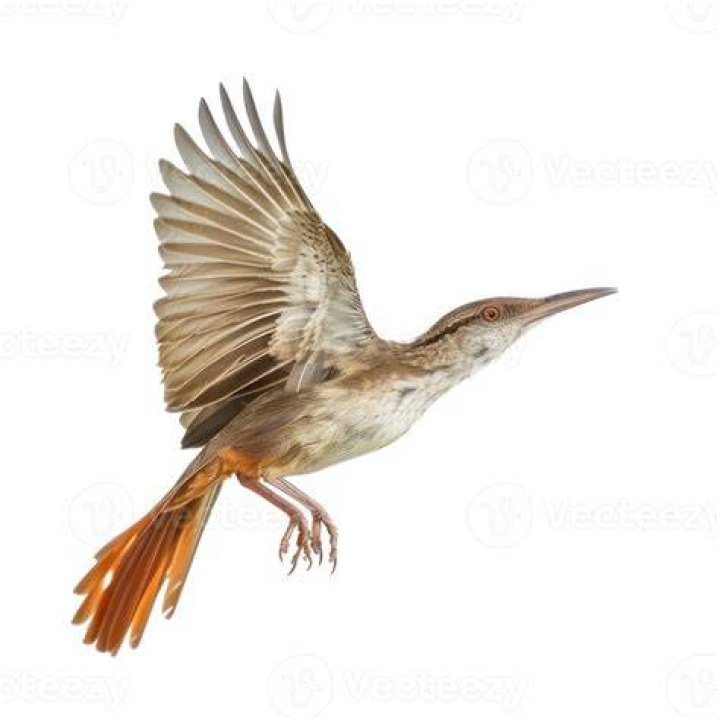 Can a rail bird fly?