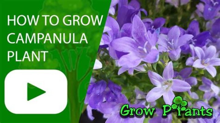 Can campanula be grown indoors?