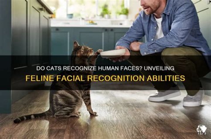 Can cats recognise faces?