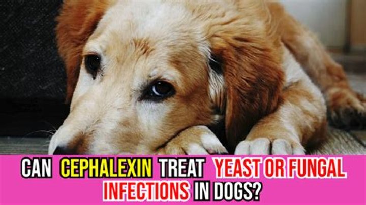 Can cephalexin treat yeast infection?