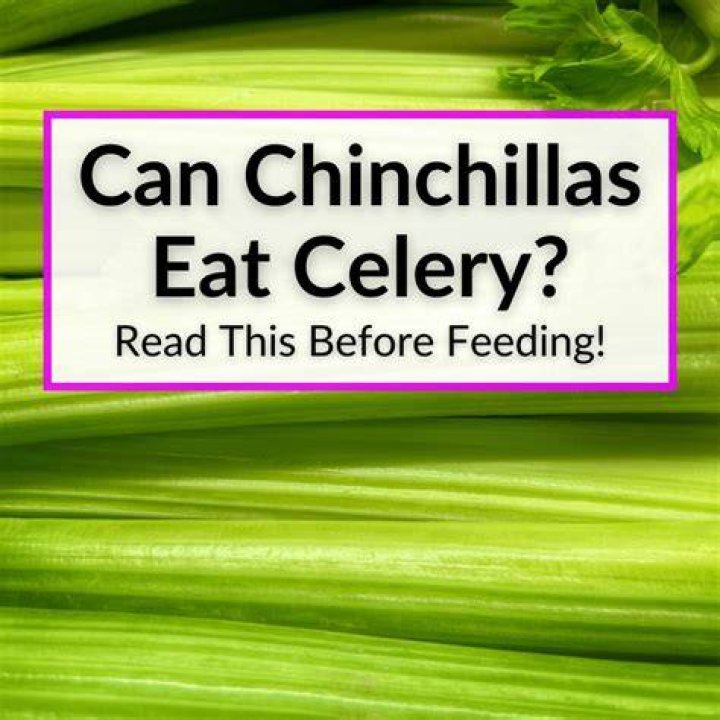 Can chinchillas eat celery?