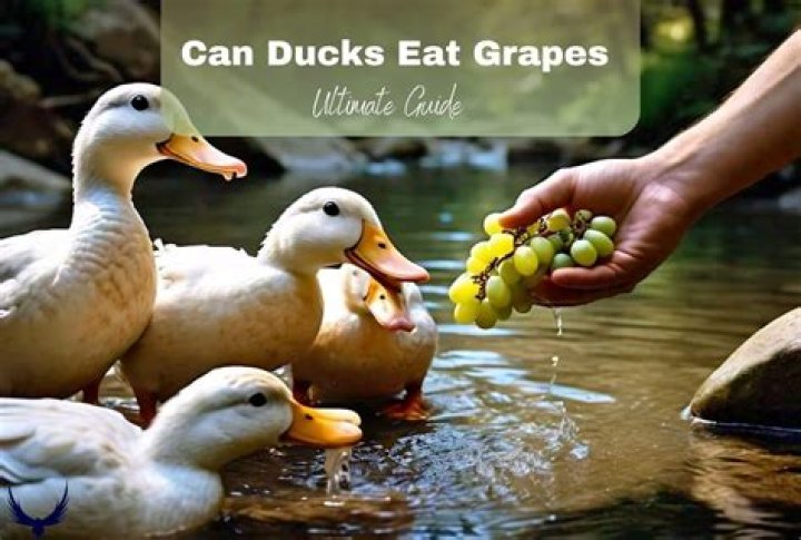 Can ducks eat grapes?