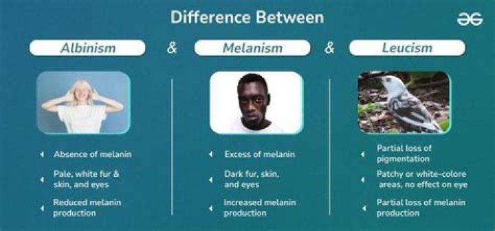 Can humans be melanistic?