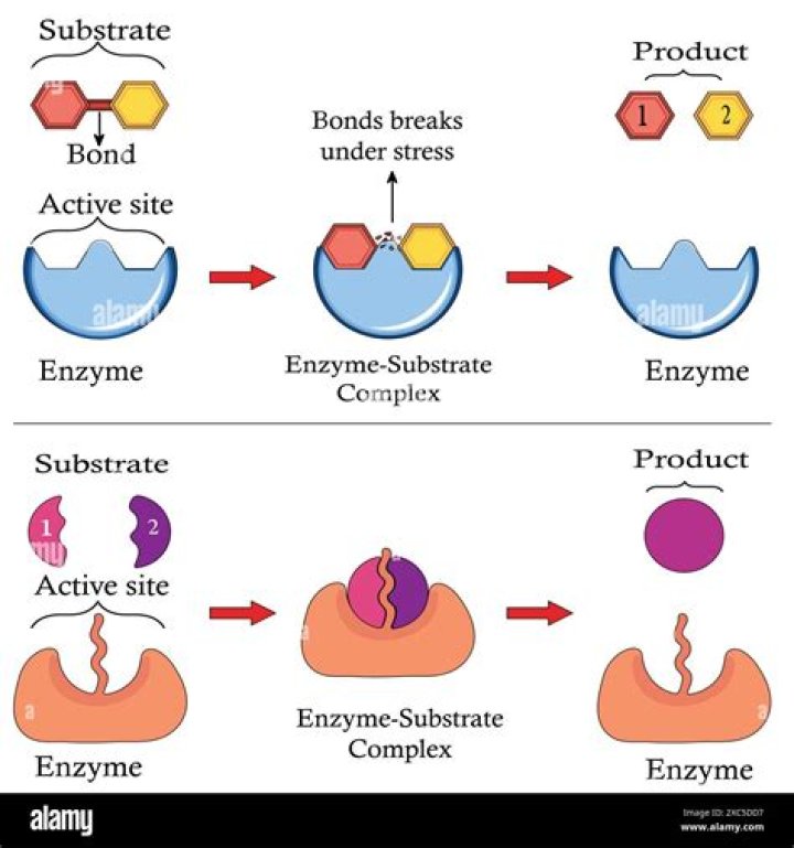 Can invertase use maltose as a substrate?