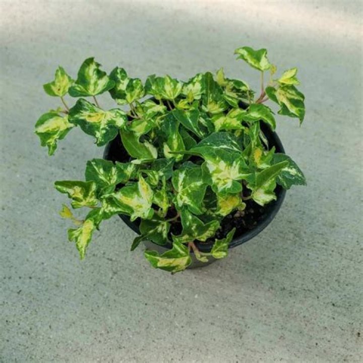 Can ivy survive indoors?