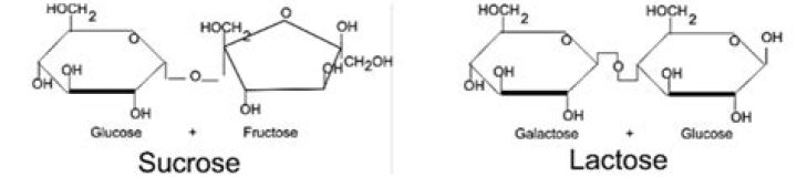 Can lactase break down sucrose?
