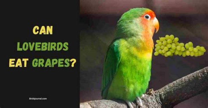 Can lovebirds eat grapes?