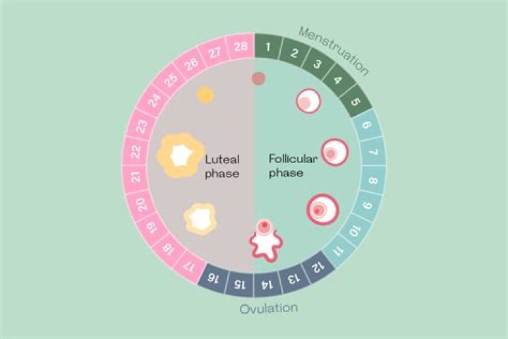 Can luteal phase be 16 days?