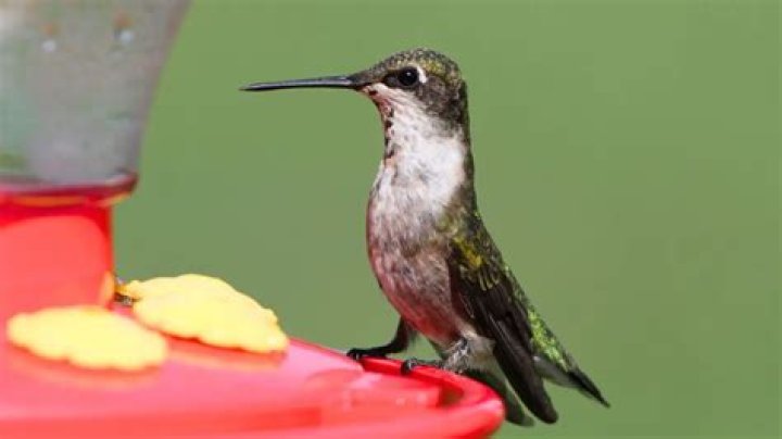 Can other birds scare hummingbirds away?