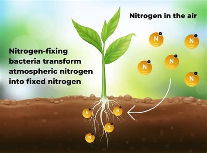 Can penicillin fix atmospheric nitrogen in the soil?