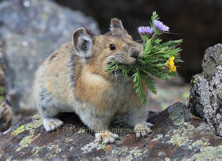 Can pikas be pets?