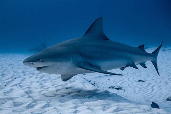 Can piranhas kill a shark?