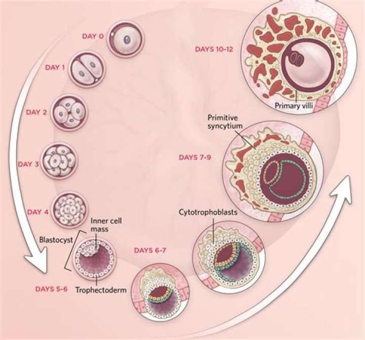 Can plasmodium cross the placenta?