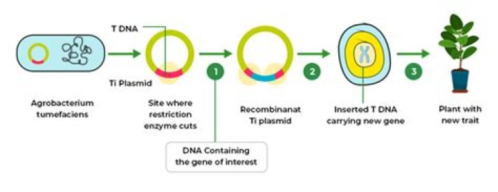 Can recombinant dna be created artificially?