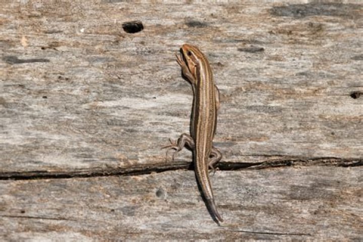 Can skinks lose their tails?