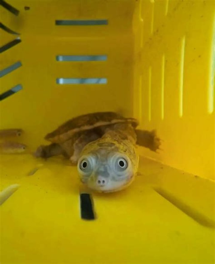 Can tortoise see color?