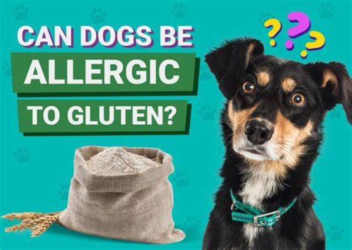 Can you get unallergic to dogs?