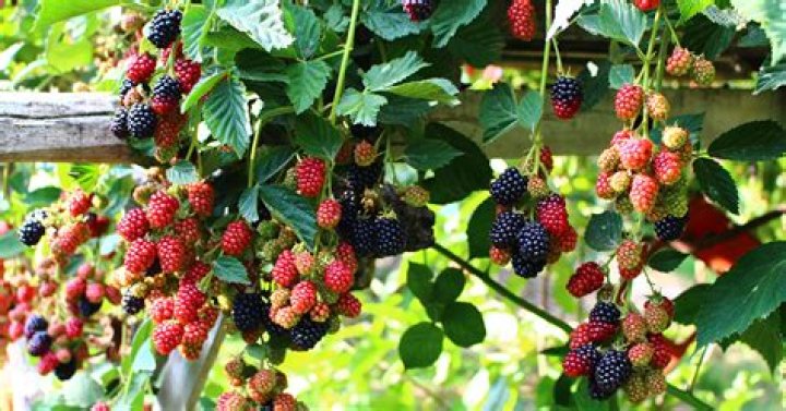 Can you give a dog blackberries?