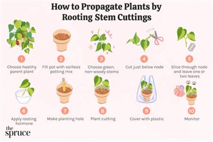 Can you grow a bush from a cutting?