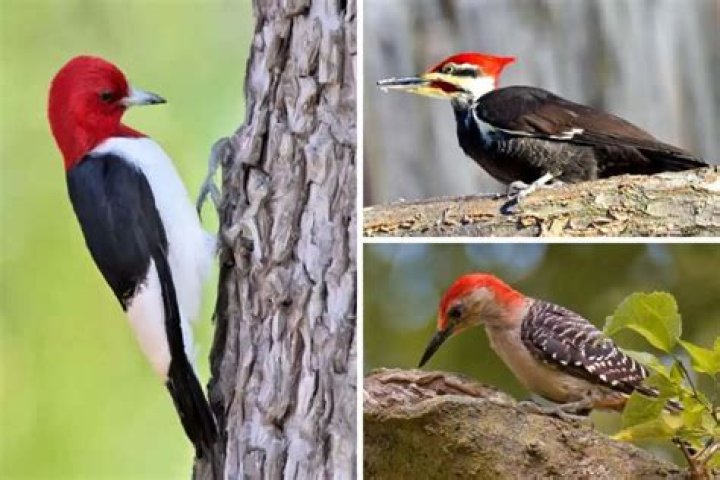 Can you kill a red headed woodpecker?