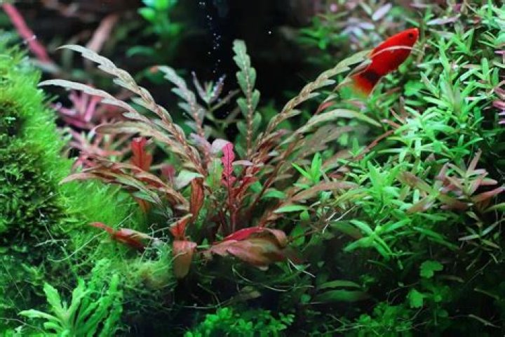 Can you plant pinnatifida?