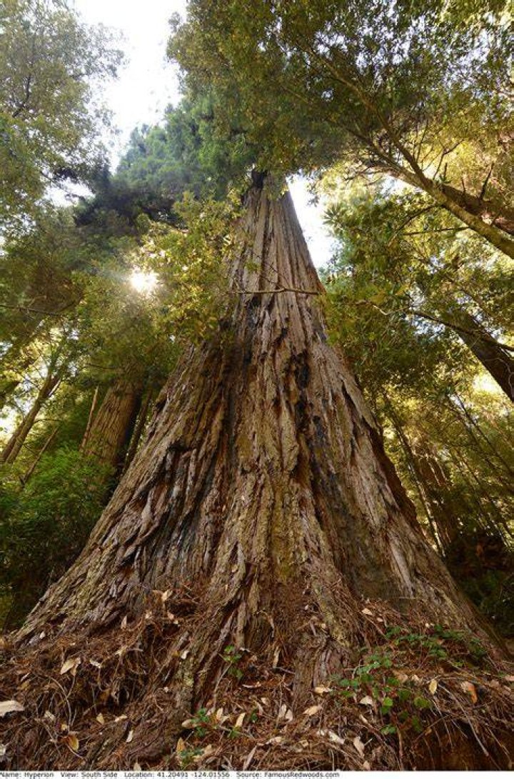 Can you visit hyperion tree?
